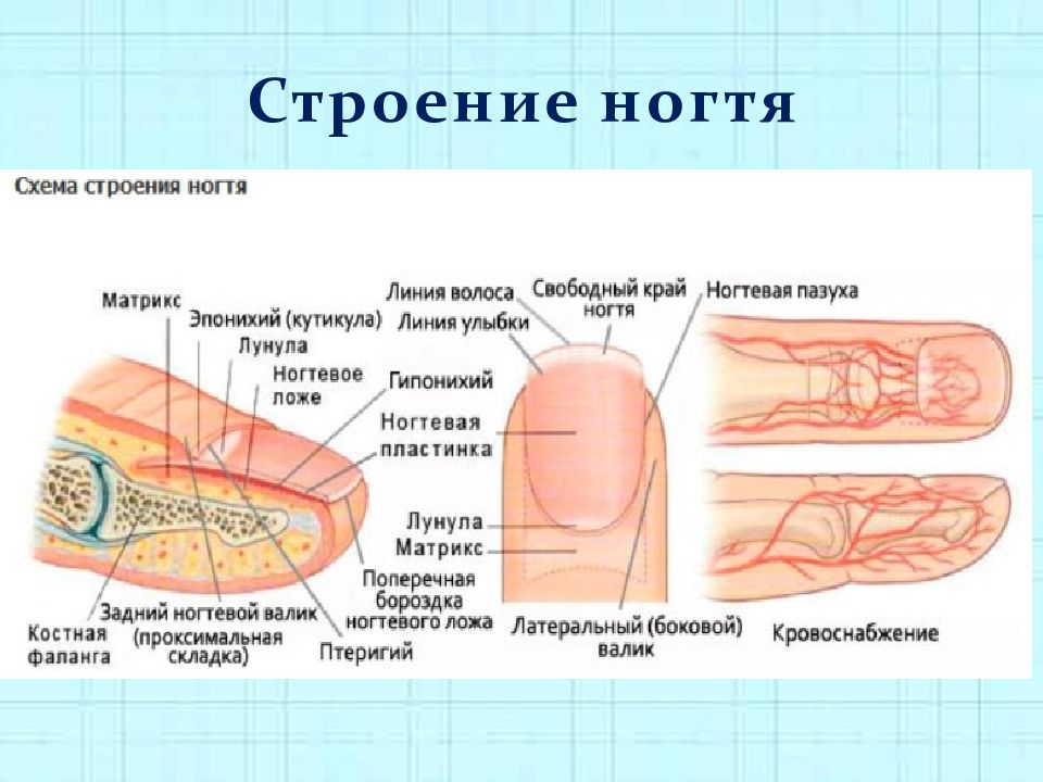 Строение пальца фото