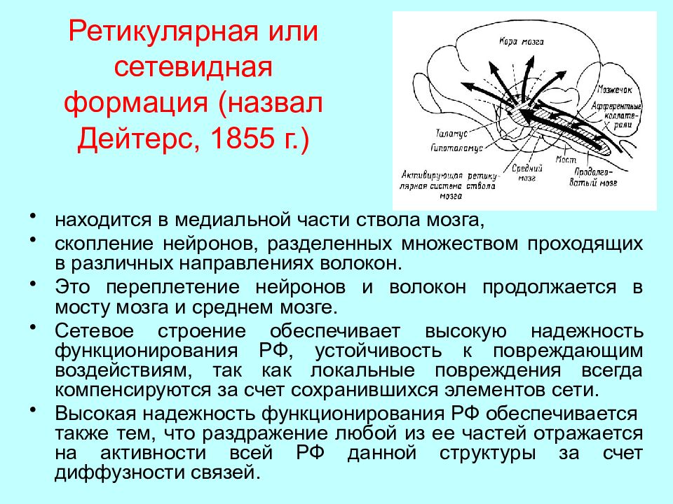 Ретикулярная формация фото