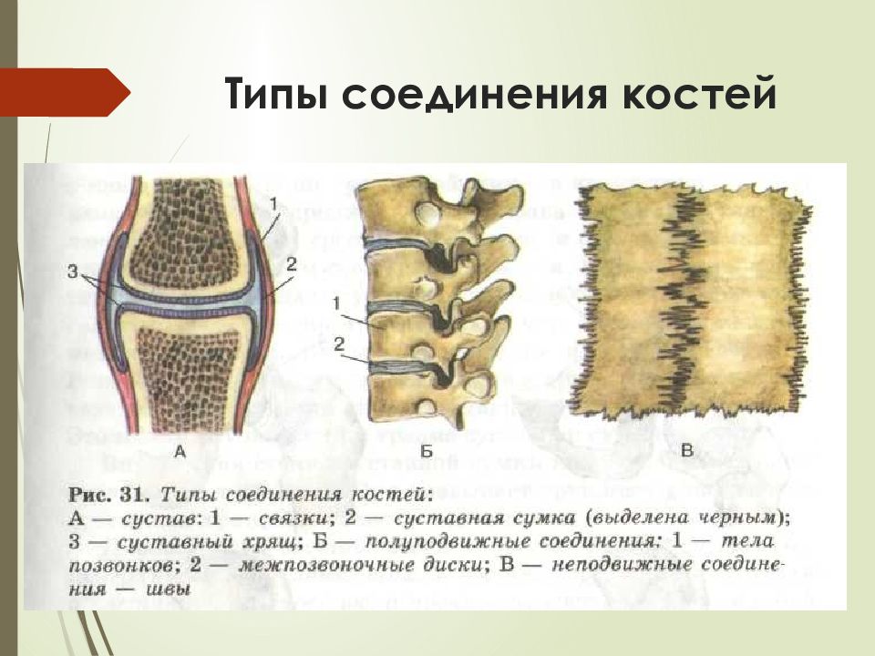 Соединения костей строение сустава