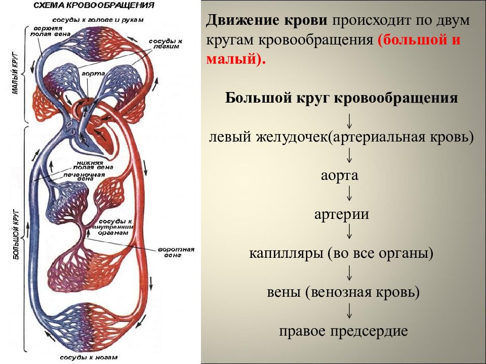 Строение и работа сердца круги кровообращения презентация