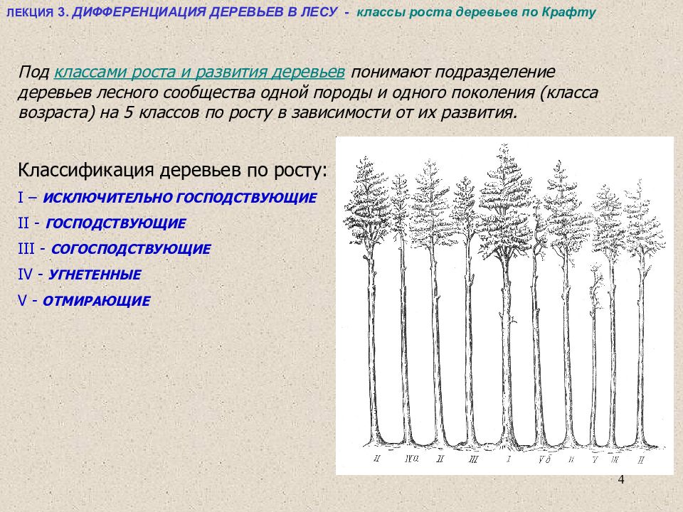 Индекс хвойный. Классификация деревьев по крафту. Классификация деревьев по росту по крафту. Дифференциация деревьев в лесу. Классификация лесных деревьев по крафту.