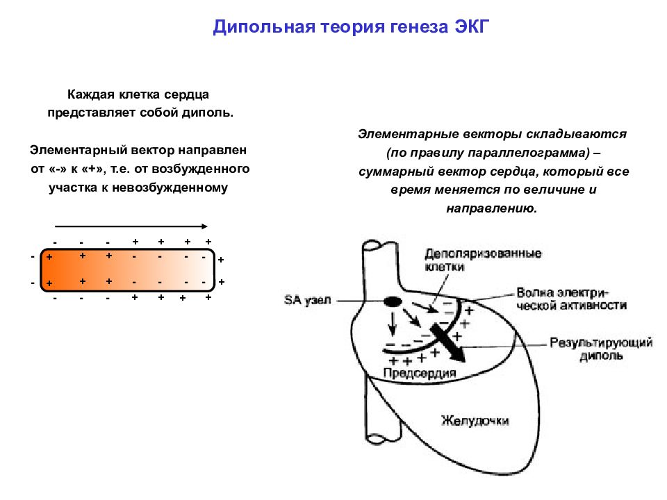 Момент сердца. Теория сердечного диполя физиология. Дипольная теория формирования различных компонентов ЭКГ. Векторная теория формирования ЭКГ физиология. Векторная теория генеза ЭКГ.