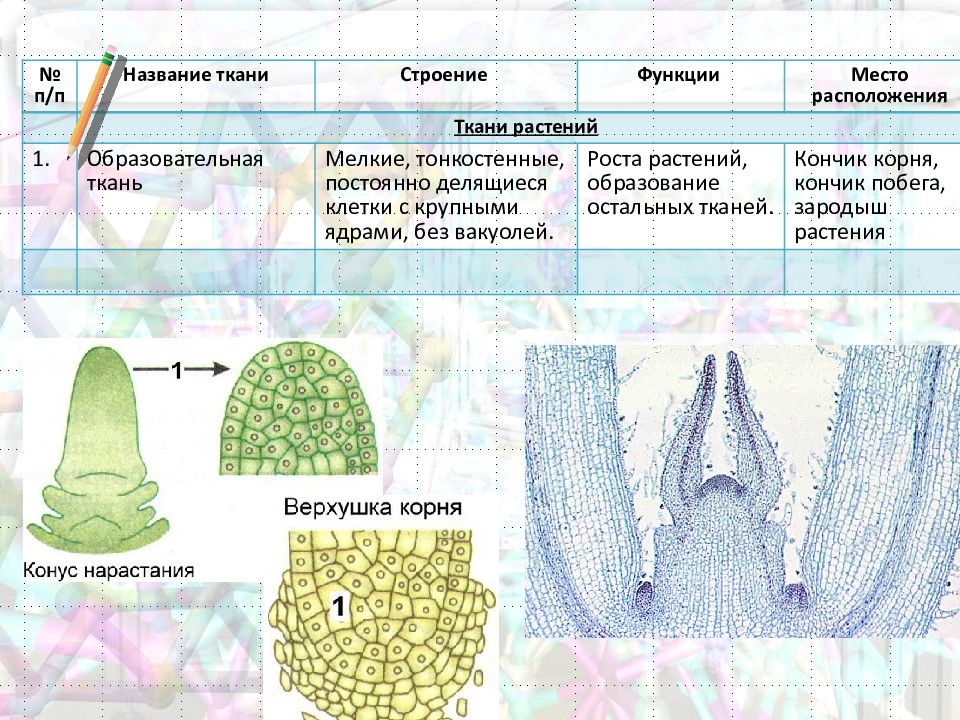 Образовательные ткани растений таблица