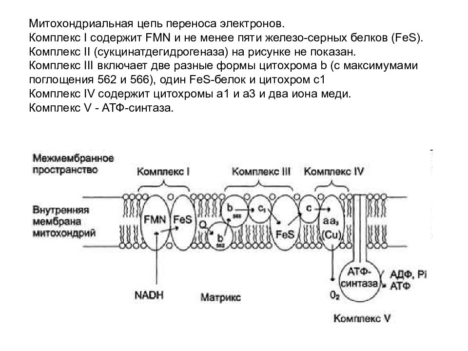 Цепь электрон. Дыхательная цепь переноса электронов 1 комплекс. 1 Комплекс цепи переноса электронов. Митохондриальная цепь переноса электронов. Цепь переноса электронов в митохондриях.