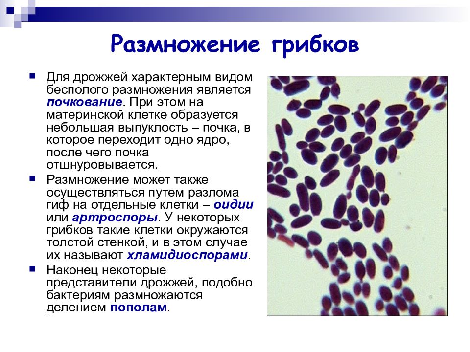 Как называется бесполое размножение дрожжей