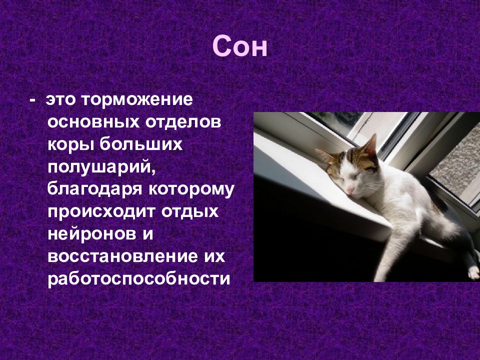 Презентация на тему сон биология