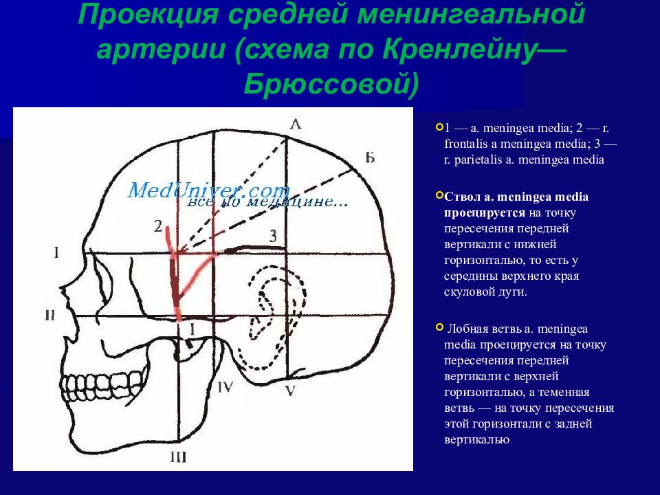 Схема кренлейна-Брюсовой. Схема черепно-мозговой топографии кренлейна-Брюсовой. Линии кренлейна. Мозговой отдел головы топографическая анатомия.