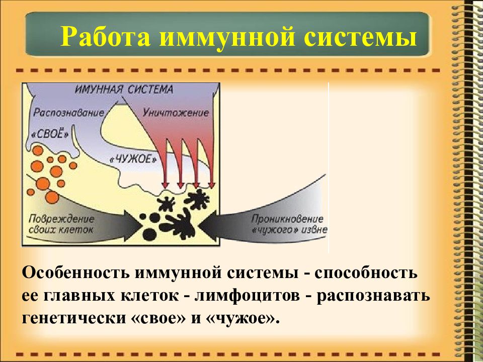 Презентация на тему иммунитет