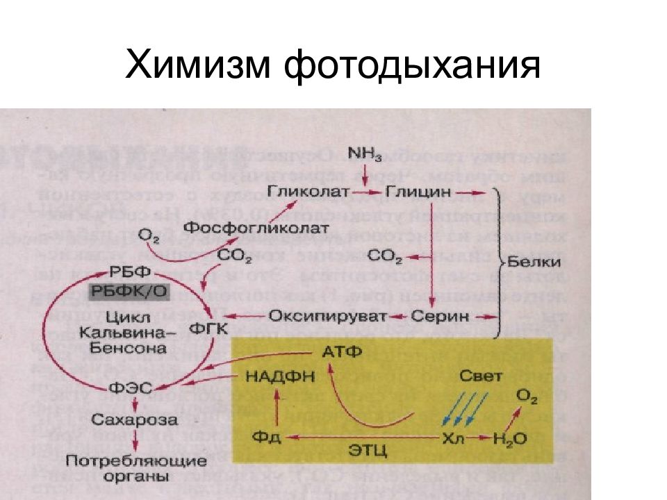 Фотодыхание это. Фотодыхание. Фотодыхание биохимия. Цикл фотодыхания. Химизм дыхания.