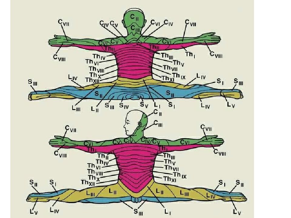 Зоны человека. Схема иннервации позвоночника сегменты. Сегментарное распределение кожной чувствительности. Позвоночник зоны иннервации схема. Корешковая иннервация схема.