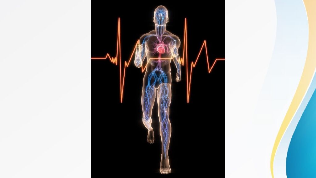 Адаптация. Срочная адаптация. Долговременная адаптация