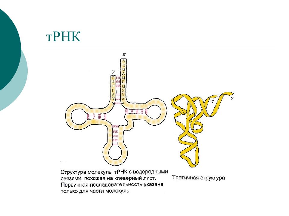 Структура рнк рисунок. Структура молекулы ТРНК. Схема строения молекулы ТРНК. Строение молекулы транспортной РНК. Структура ТРНК рисунок.