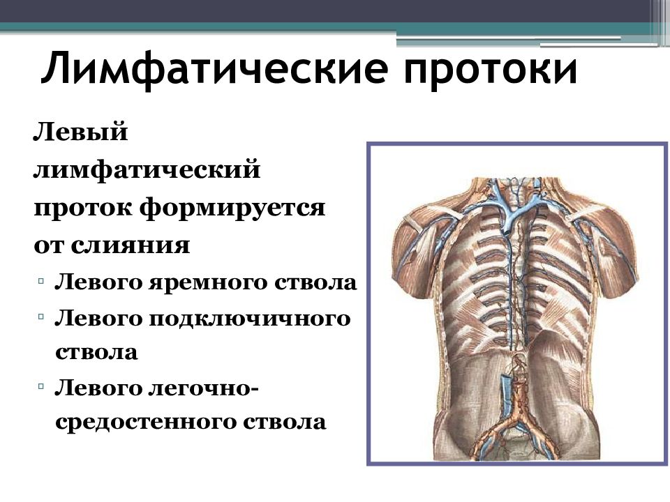 Схема лимфатических протоков