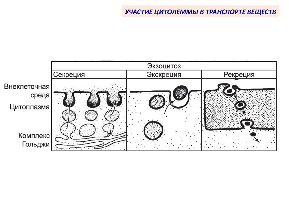 Участвует в транспорте веществ. Эндоцитоз гистология. Типы экзоцитоза. Экзоцитоз схема. Экзоцитоз транспорт.