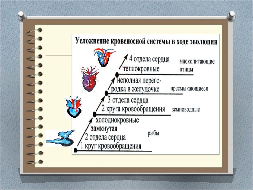 Направление эволюции позвоночных. Эволюция систем органов кровеносная система позвоночных животных. Эволюция кровеносной системы схема. Эволюция кровеносной системы у животных схема. Эволюция кровеносной системы хордовых животных.