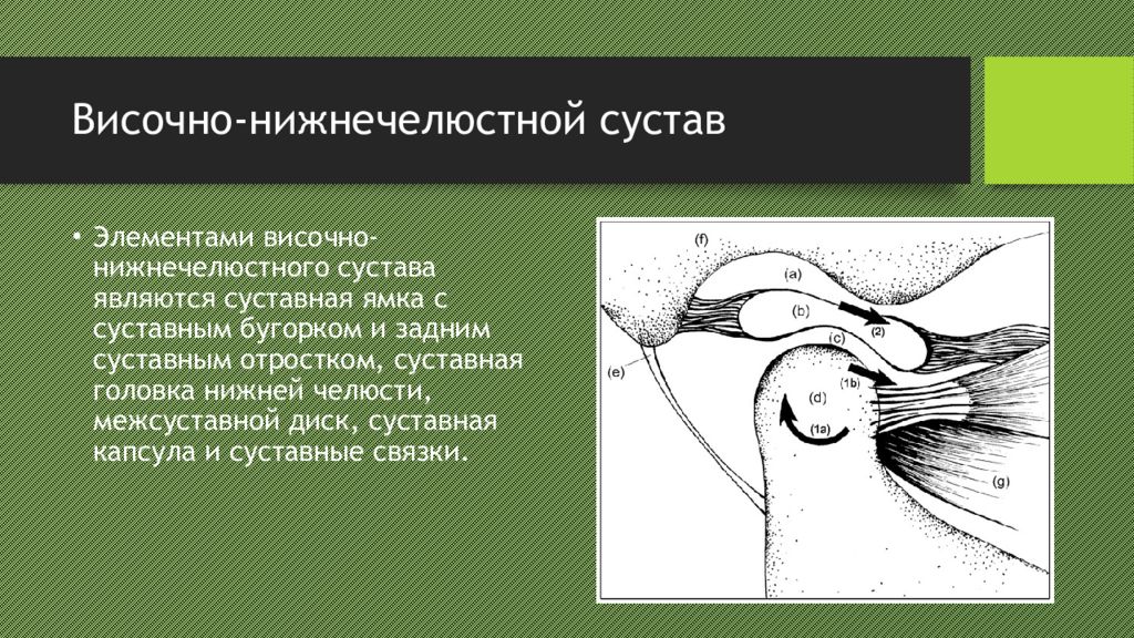 Височный сустав. Функциональные пробы ВНЧС. Височно-нижнечелюстной сустав кт анатомия. Клиническая анатомия височно-нижнечелюстного сустава.