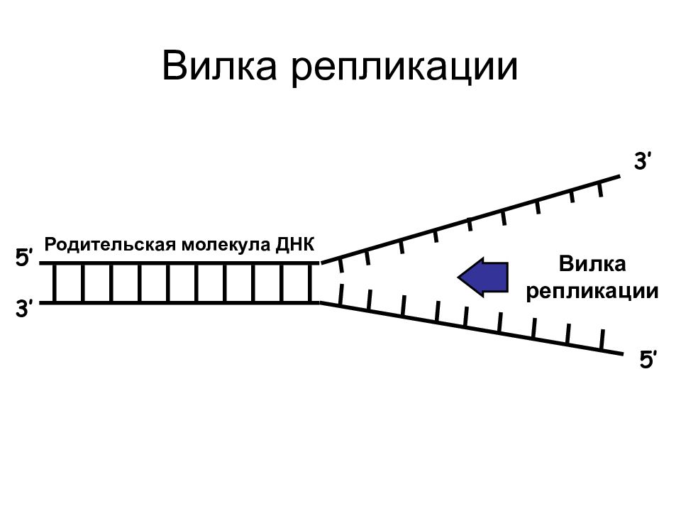 Фермент вилка. Репликация ДНК репликативная вилка. Схема репликации вилки. Схема репликации ДНК Репликационные вилки. Репликационная вилка эукариот.