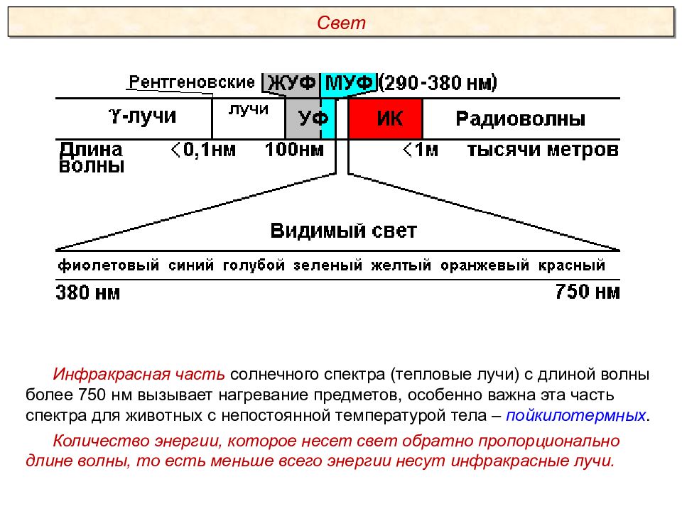 Пименов экология презентация