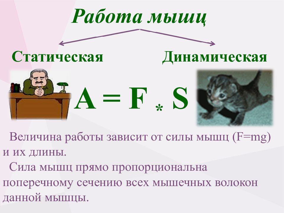 Величина работы. Работа величина. Сила мышцы пропорциональна. Ученый, показавший что сила мышцы зависит от поперечного сечения. Кто показал что сила мышцы зависит от поперечного сечения.