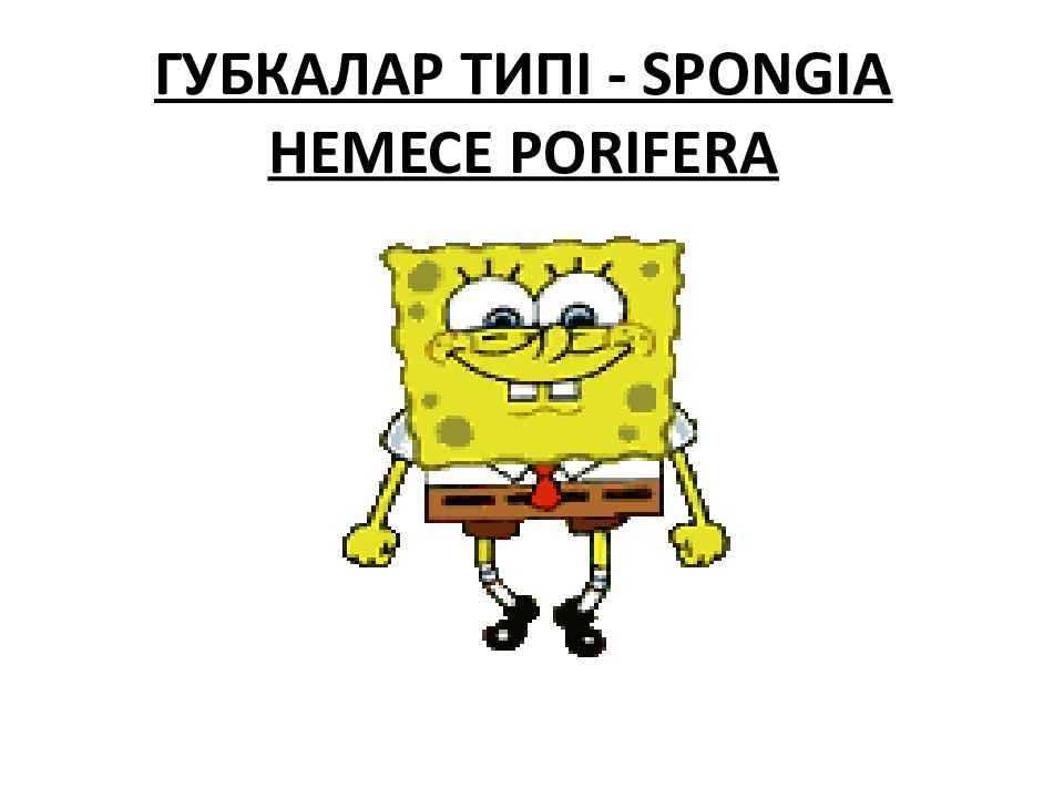 ГУБКАЛАР ТИПІ - SPONGIA НЕМЕСЕ PORIFERA