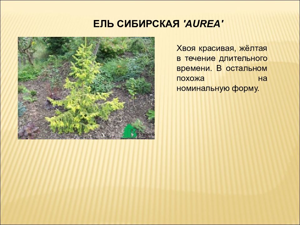 Применение ели. Ель Сибирская дендрология. Ель Сибирская Ауреа. Ель Сибирская для презентации. Презентации по дендрологии.