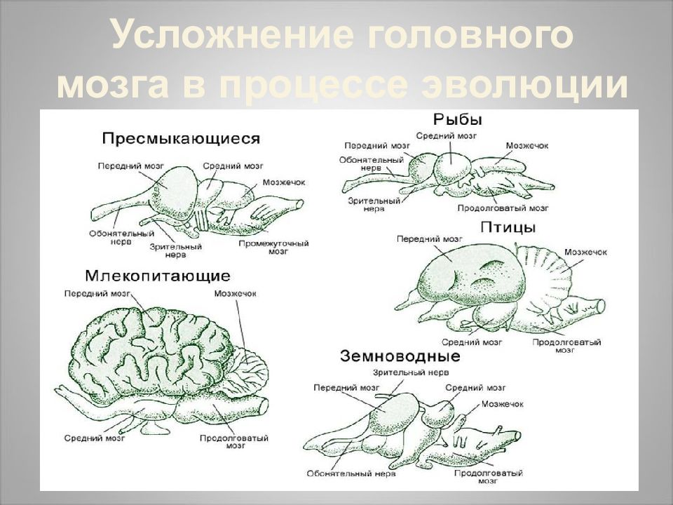 Тест по теме мозг 8 класс. Головной мозг в процессе эволюции. Головной мозг конспект. Усложнение мозга в процессе эволюции. Строение головного мозга.