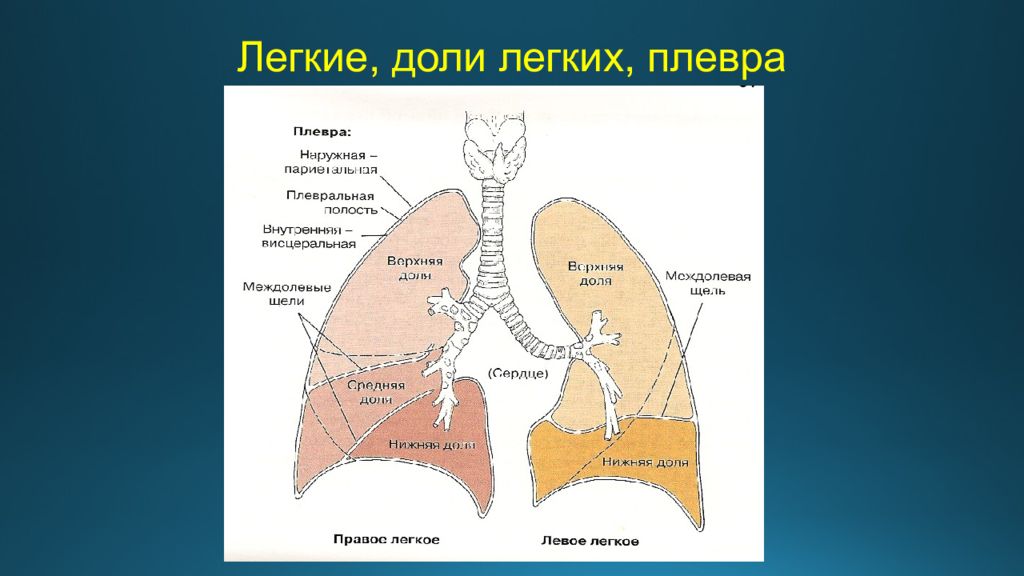 Отделы легких. Доли легкого легочная плевра. Лёгкие строение доли. Сегменти Нижнего доля правого легкого. Верхняя доля левого легкого.