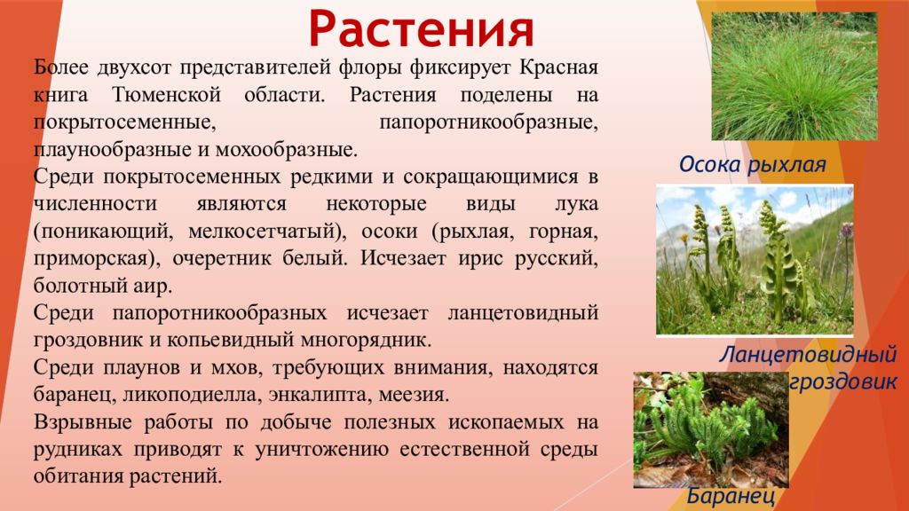 Красная книга тюменской области растения презентация