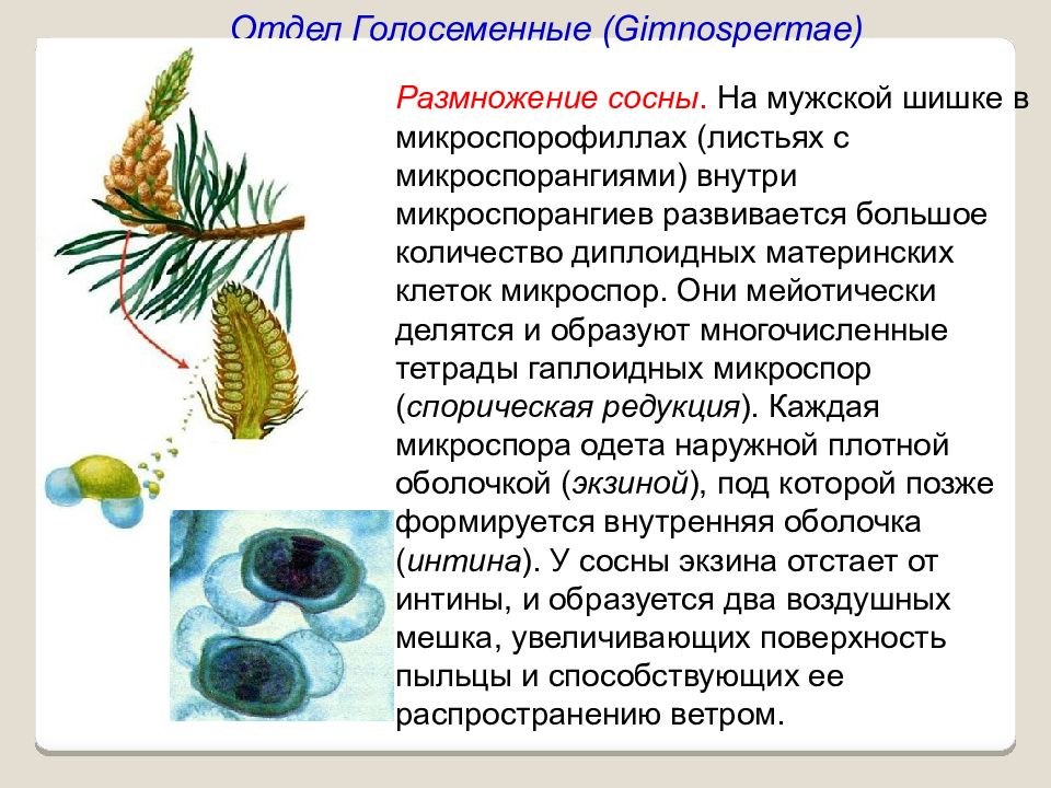 Изучение внешнего строения голосеменных растений