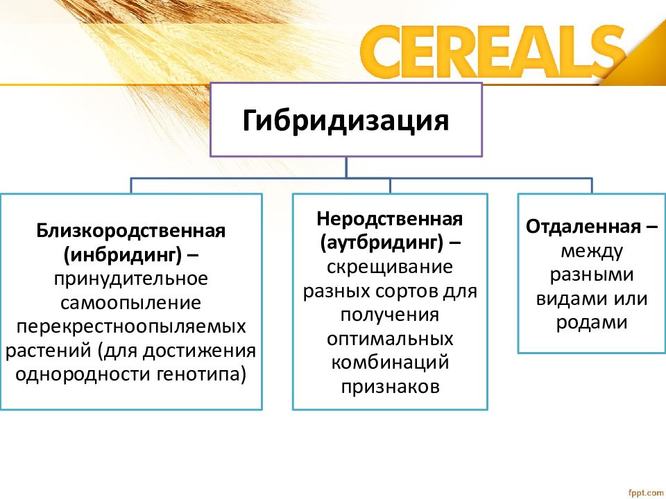 Презентация отдаленная гибридизация