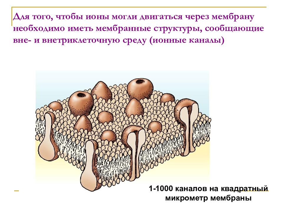 Не имеет мембран