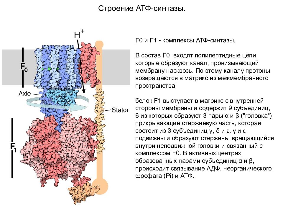 Строение атф синтеза. АТФ синтаза структура. АТФ синтаза строение механизм. АТФ-синтаза структура функция. АТФ синтаза f1 f0.