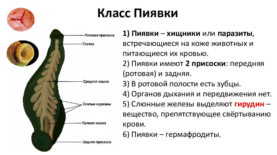 Класс пиявки. Внешнее строение пиявки. Пиявка вектор.