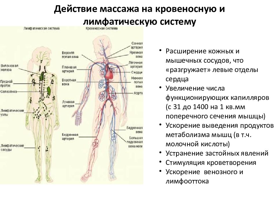 Физиологические основы массажа презентация