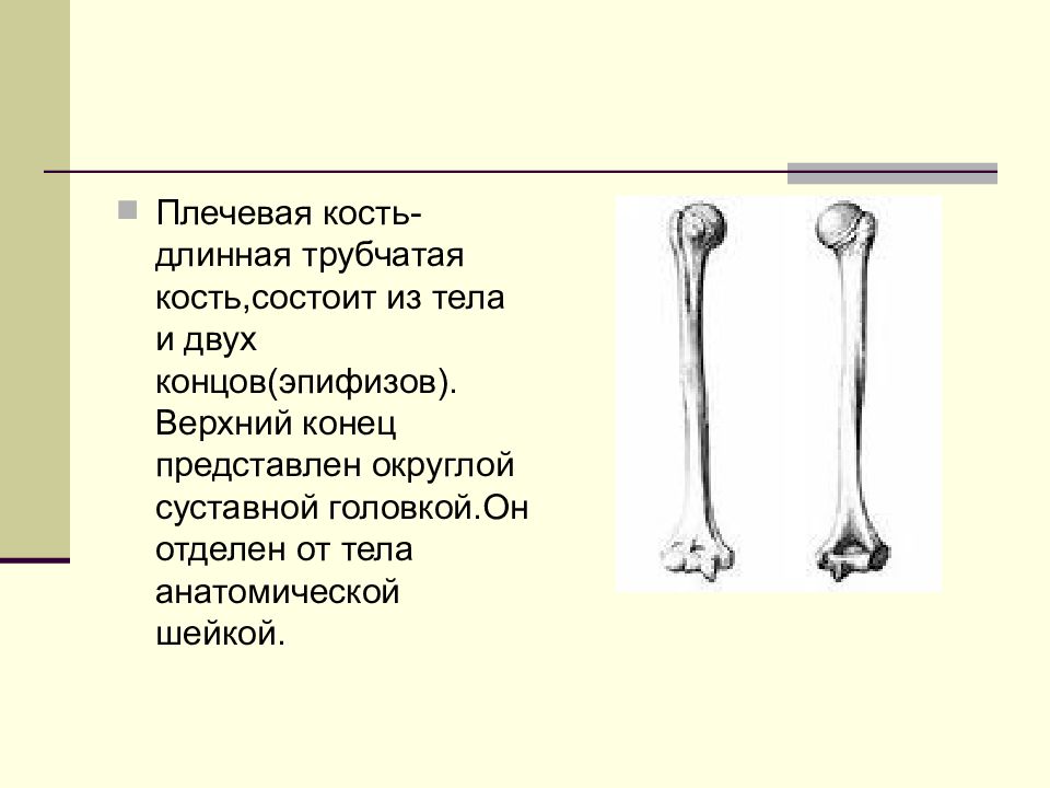 Длинные трубчатые кости конечностей