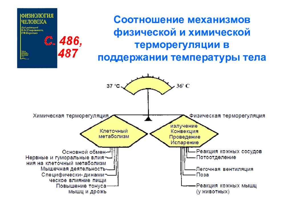 Механизм температуры. Механизмы физической терморегуляции. Механизмы физической и химической терморегуляции. Механизмы осуществления химической терморегуляции.. Соотношение химической и физической терморегуляции.