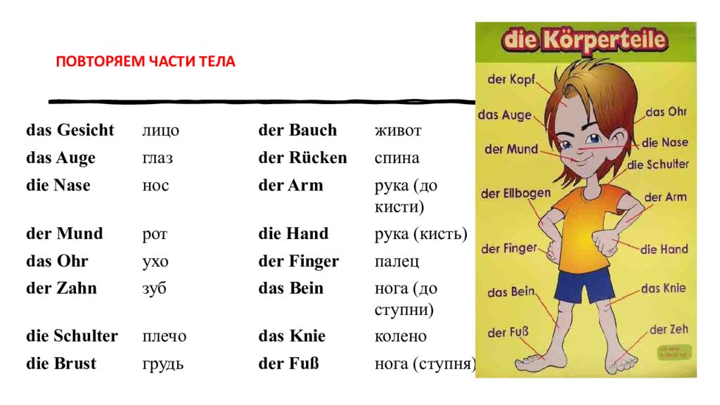 Человек на немецком. Части тела на немецком языке презентация. Части тела немецкий язык 6 класс.