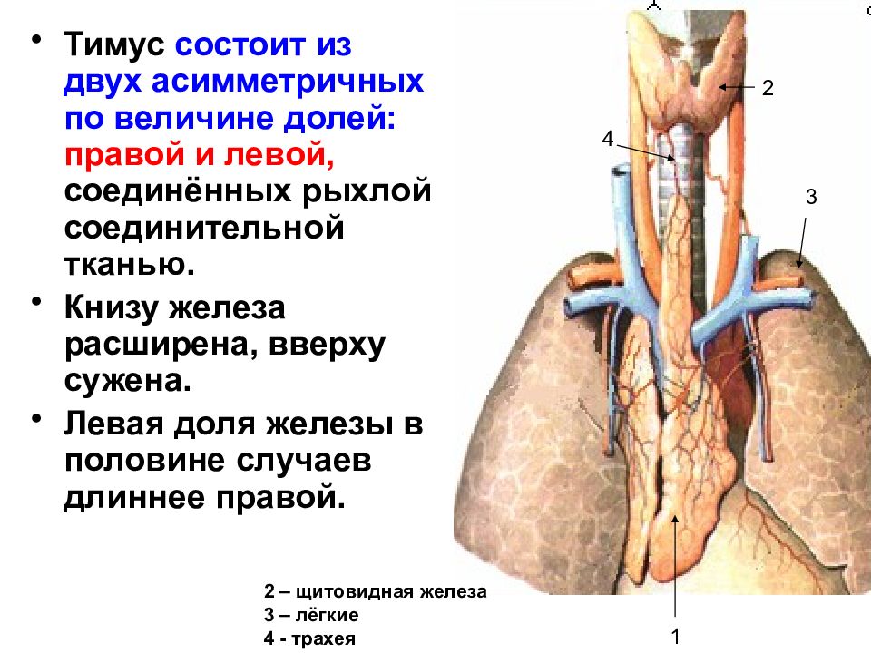 Вилочковая железа презентация анатомия