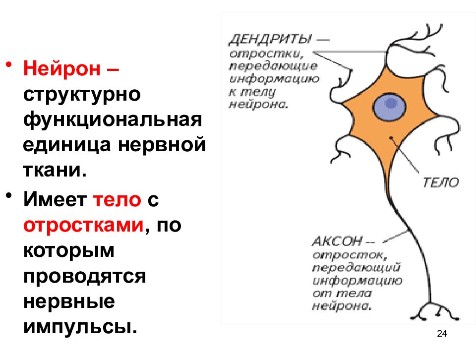 Основная структурная и функциональная единица нервной ткани