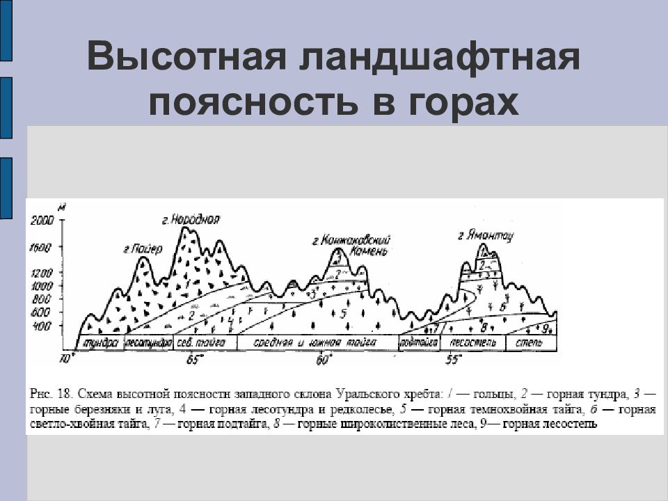 Объяснить различия структуры высотной поясности. Высотная поясность гор. Высотная поясность 8 класс Уральские горы. Высотная поясность в горах Алтая. Схема ВЫСОТНОЙ поясности уральских гор.