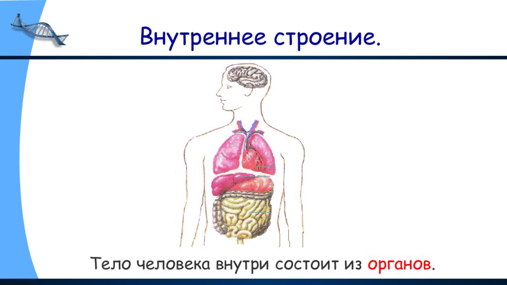 Строение тела человека 2 класс презентация школа россии