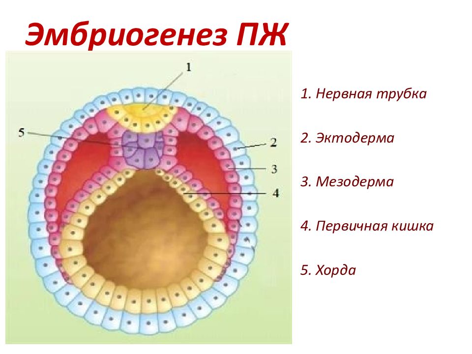 Эмбриогенез ротовой полости презентация