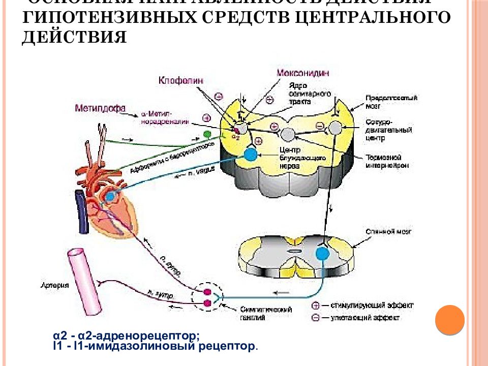 Антигипертензивные средства фармакология презентация