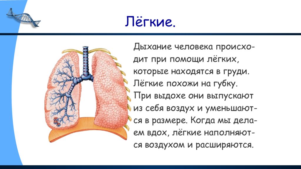 Окр мир 2 класс строение тела человека презентация