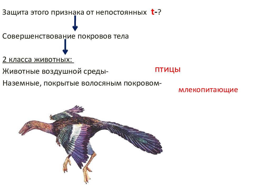 Покров птиц состоит из. Покровы тела птиц 7 класс биология. Внешнее строение птиц. Покровы птиц строение. Строение покровов тела у птиц.