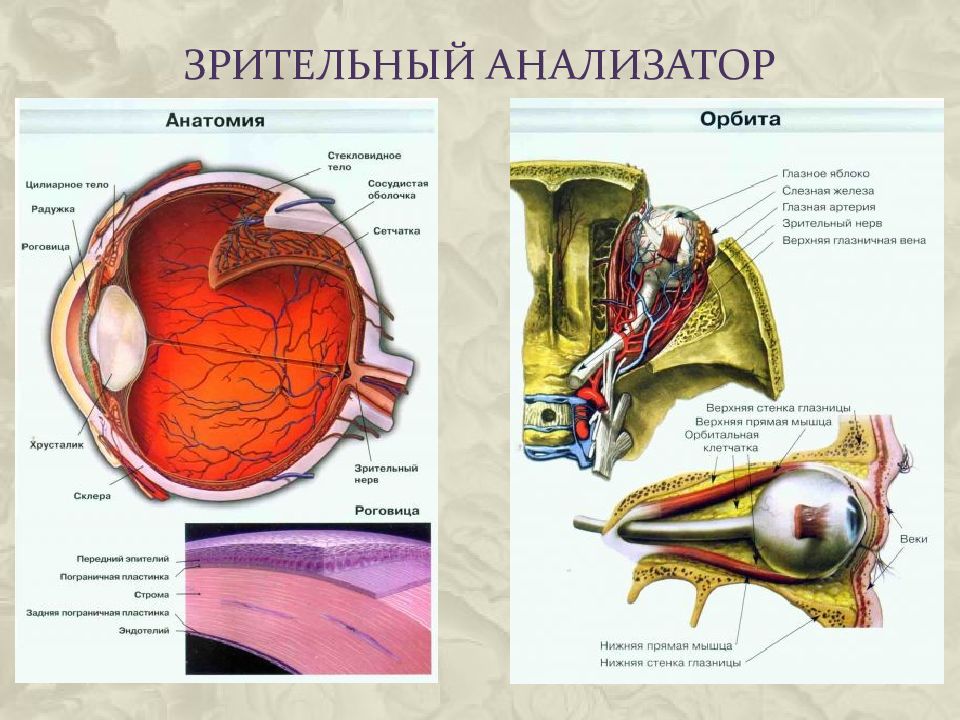 Орбита глаза. Орбита глаза анатомия. Крыша орбиты анатомия.