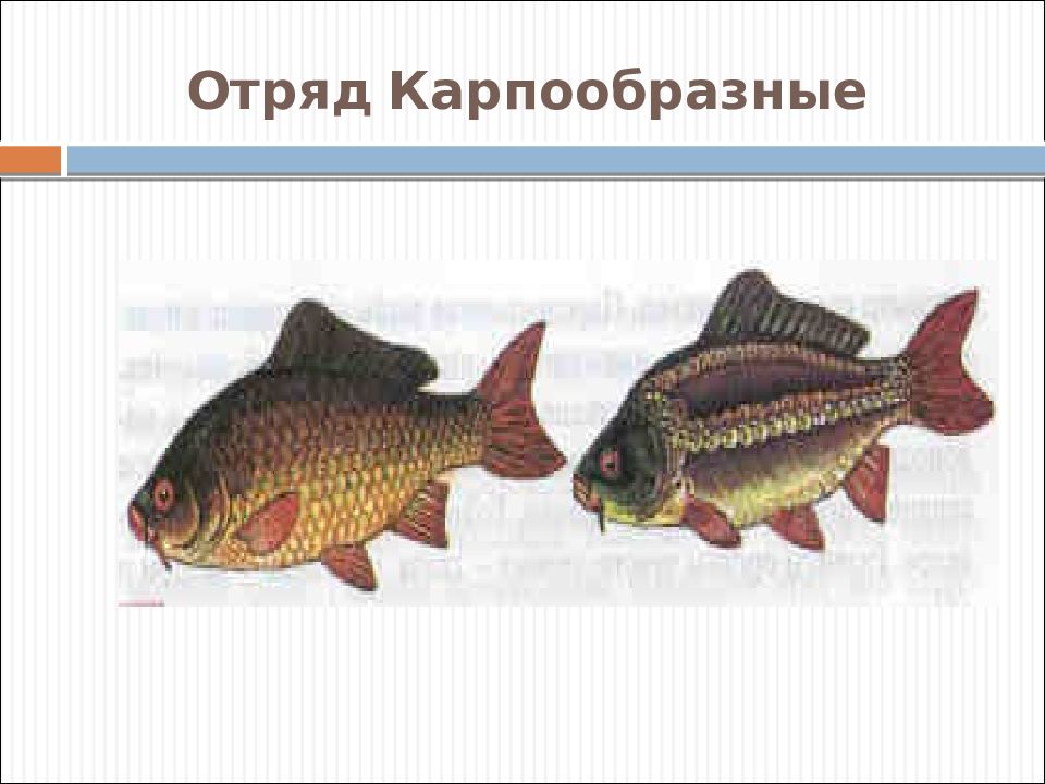 К отряду карпообразных относится. Внутреннее строение карпообразных. Отряд Карпообразные. Карпообразные строение. Внешнее строение карпообразных.