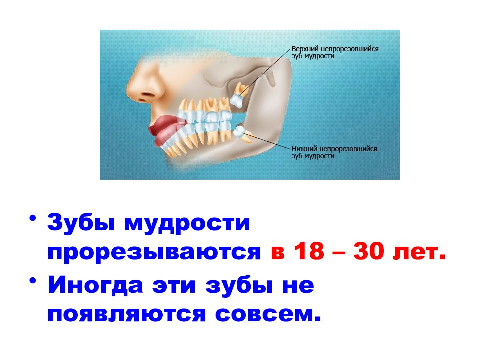 Сколько зубов мудрости может быть у человека. Строение зубов мудрости. Зуб мудрости строение анатомия. Зубы мудрости расположение.