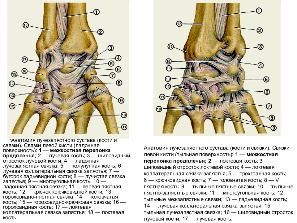 Соединения костей запястья. Лучезапястный сустав ладонная поверхность. Строение лучезапястного сустава связки сухожилия. Сухожилия лучезапястного сустава анатомия. Связочный аппарат лучезапястного сустава.