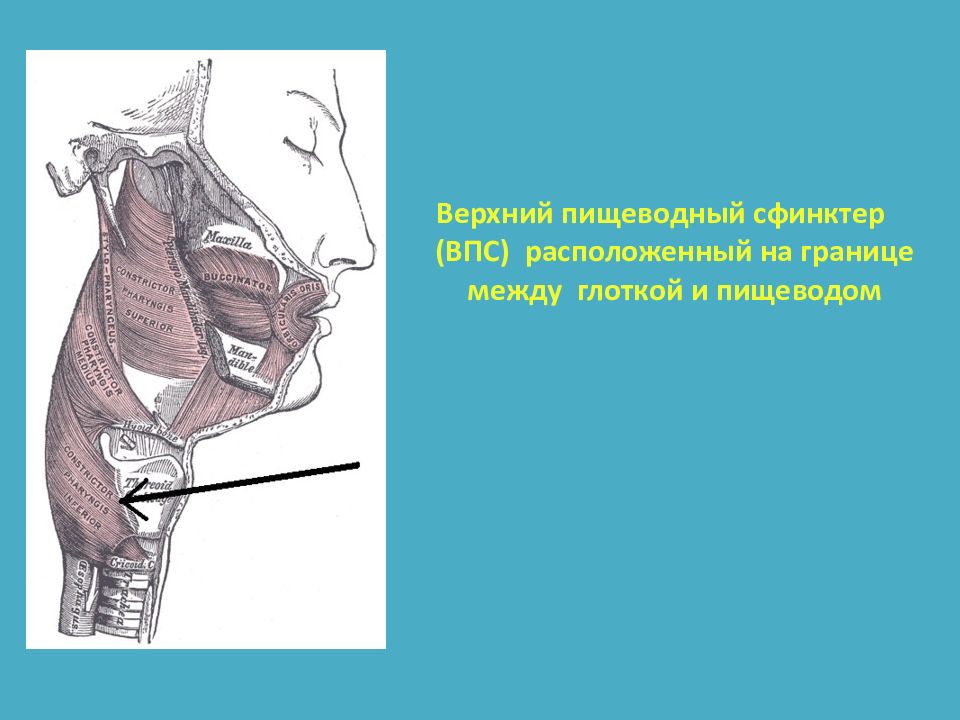 Хирургические заболевания пищевода презентация